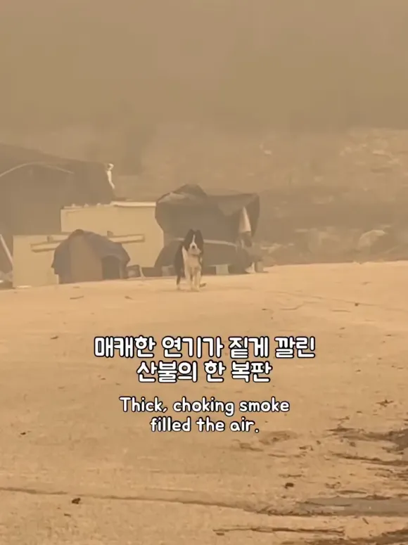산불 속 홀로 남겨졌던 개에게 생긴 평생 가족의 정체는? #위액트호크