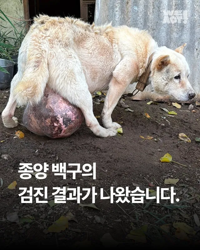 종양 백구의 검진결과가 나왔습니다.