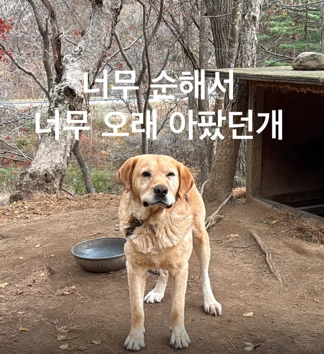 너무 순해서 너무 오래 아팠던 개