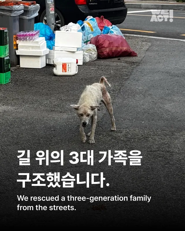 길 위의 3대 가족을 구조했습니다. #위액트보름