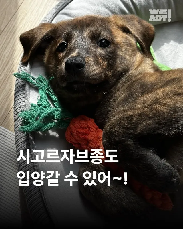 시고르자브종도 입양갈 수 있어~! #위액트브루투스