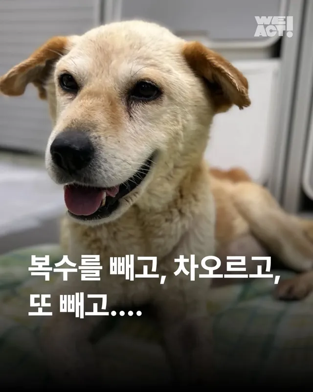 복수를 빼고, 차오르고, 또 빼고... #위액트영지