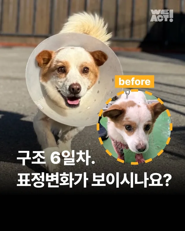 구조 6일차, 표정 변화가 보이시나요? #세이버즈프로젝트