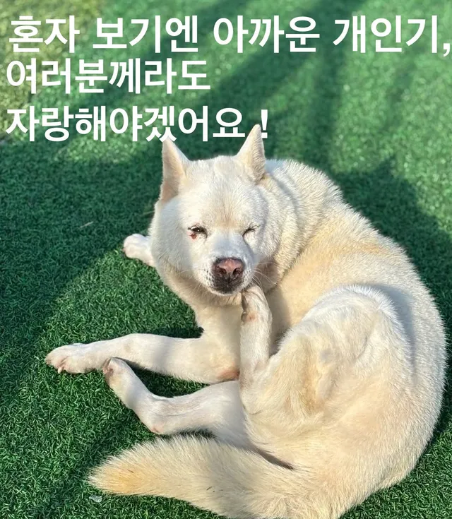 혼자 보기엔 아까운 개인기, 여러분께라도 자랑해야겠어요 !