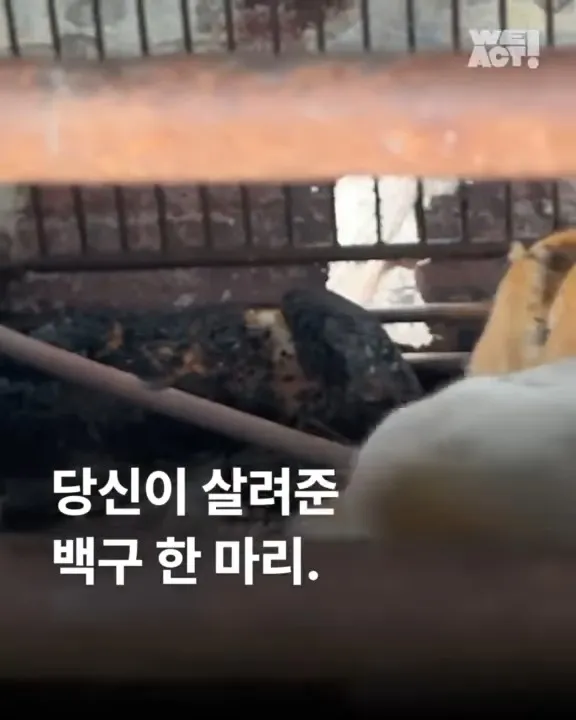 당신이 살려준 백구 한 마리 - 위액트차차