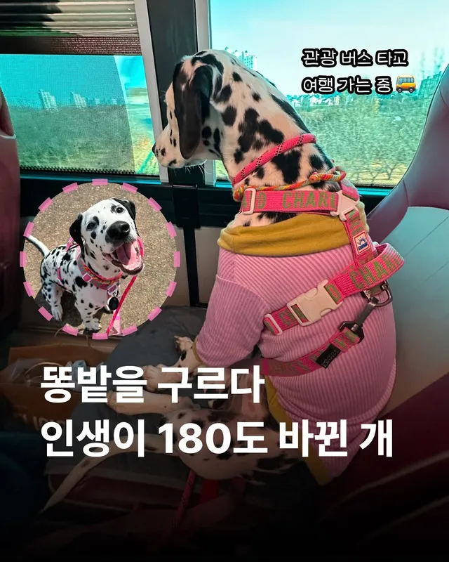 똥밭을 구르다 인생이 180도 바뀐 개 - 위액트바로