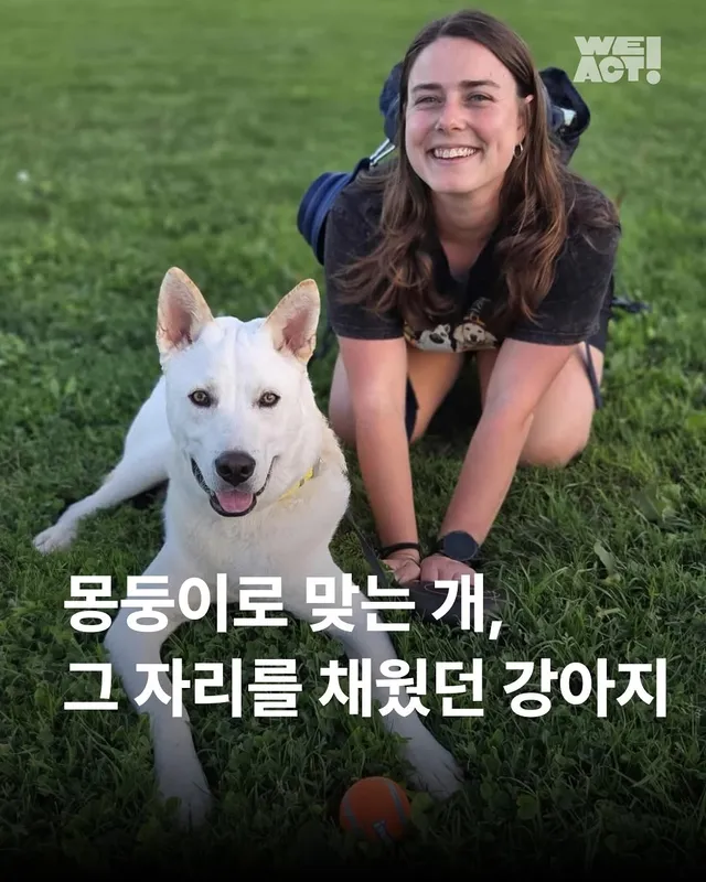 몽둥이로 맞는 개, 그 자리를 대신 채웠던 강아지