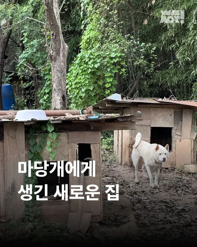 마당개에게 생긴 새로운 집