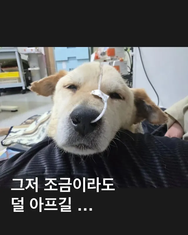 그저 조금이라도 덜 아프길 ..
