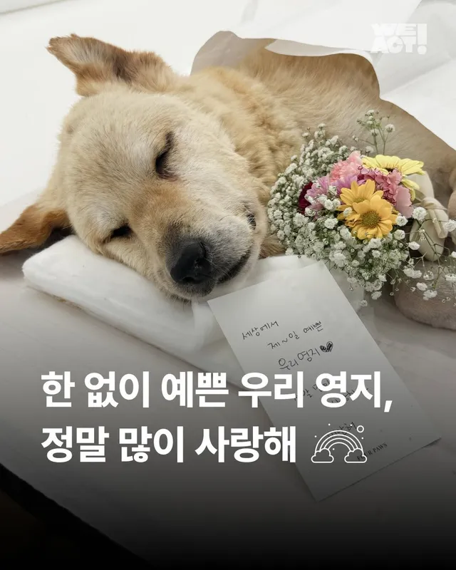 부디 인간을 용서하지 않기를.. #위액트영지