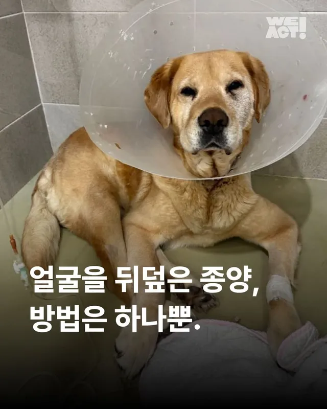 얼굴을 덮은 종양, 방법은 하나 뿐
