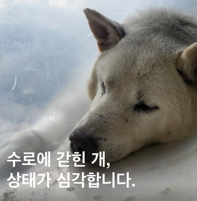 수로에 갇힌 개, 상태가 심각합니다.