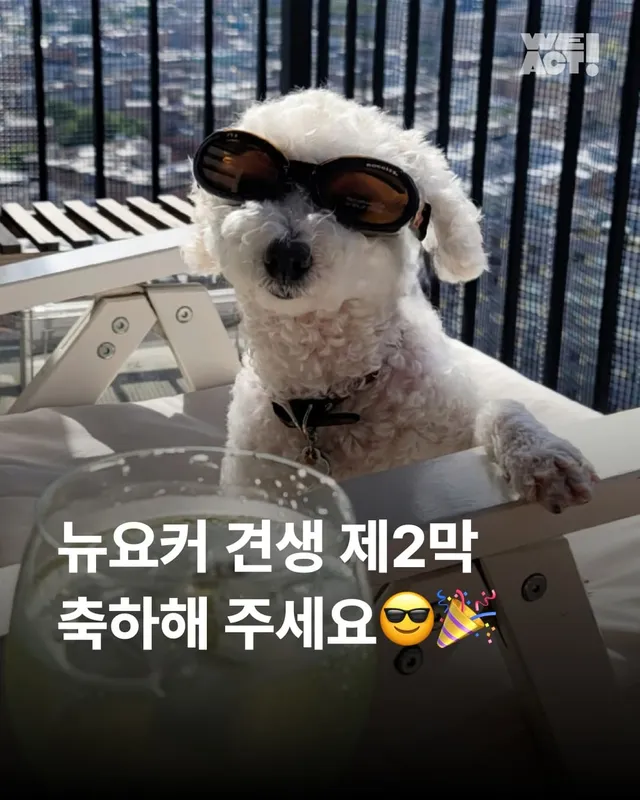 뉴요커 견생 제 2막, 축하해주세요 !!