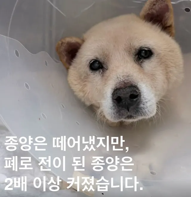 종양은 떼어냈지만, 폐로 전이된 종양은 2배이상 커졌습니다 ..