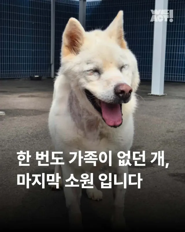 한 번도 가족이 없던 개, 마지막 소원입니다. 노견의 마지막을 함께해주세요 ..