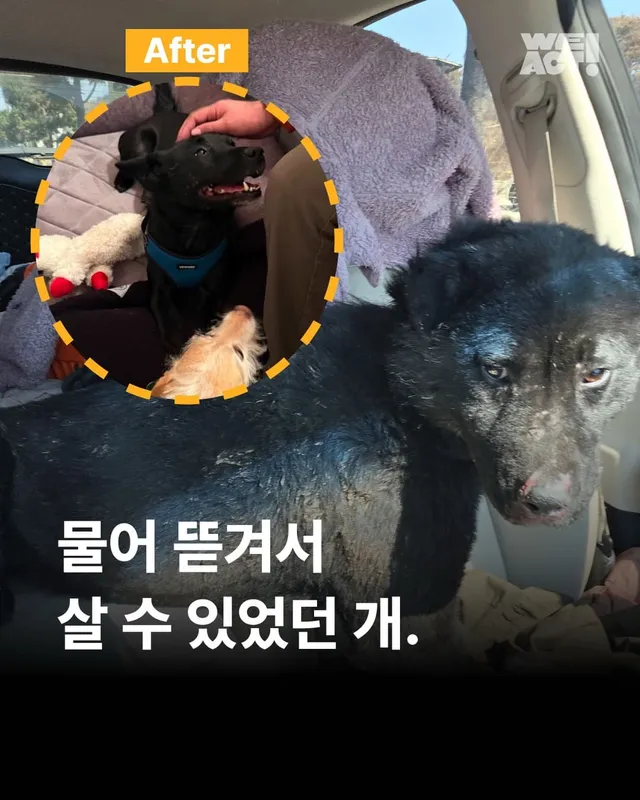물어 뜯겨서 살 수 있었던 개