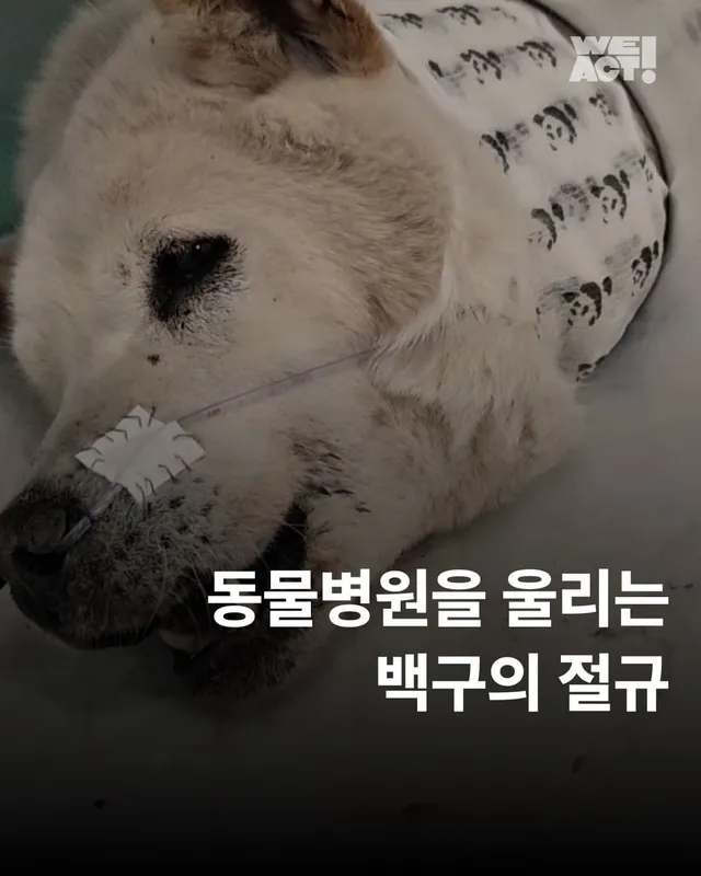 동물병원을 울리는 백구의 절규