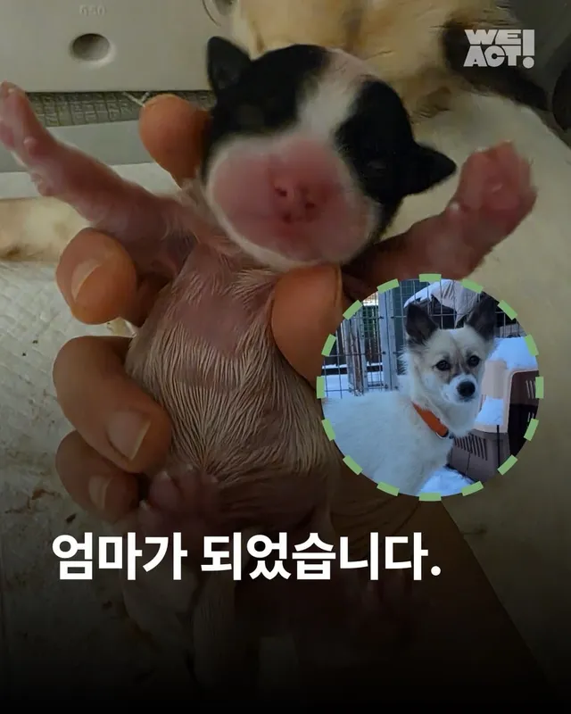 엄마가 되었습니다.