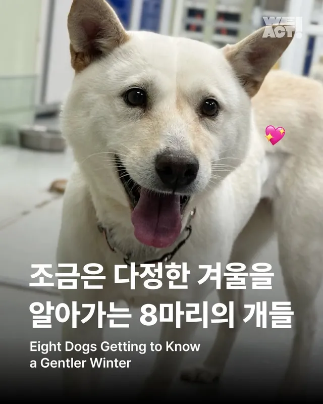 조금은 다정한 겨울을 알아가는 8마리의 개들 #위액트디어 #위액트클로에 #위액트모리스 #위액트더피 #위액트테디