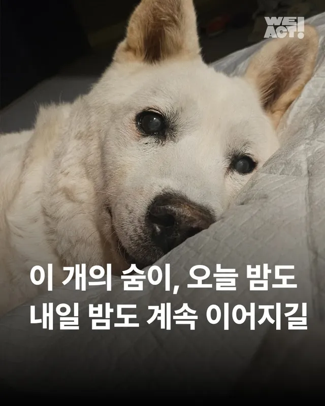 이 개의 숨이 오늘밤도, 내일밤도 이어지길 #위액트마니