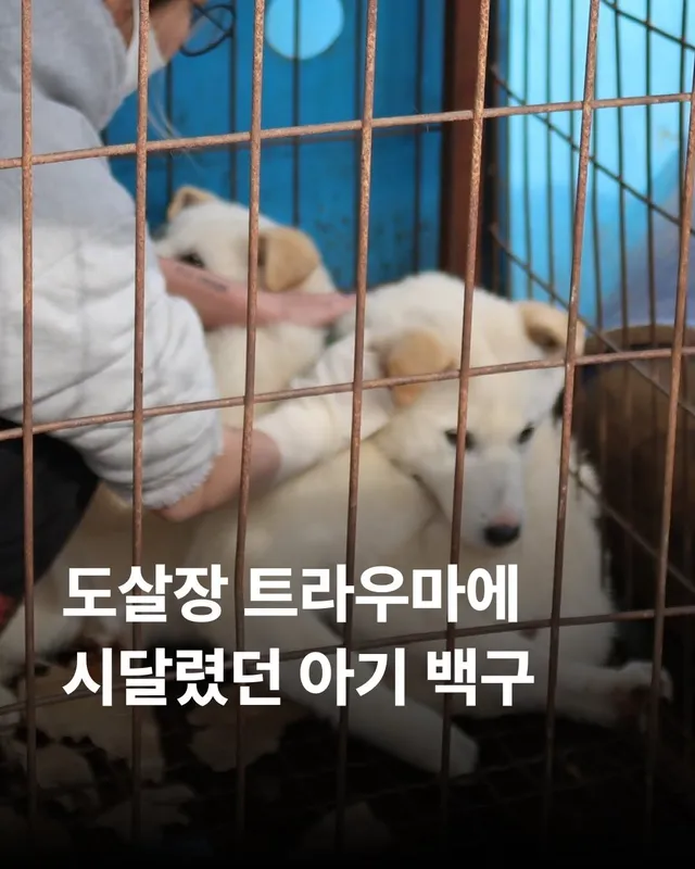 도살장 트라우마에 시달렸던 아기백구 #위액트단테