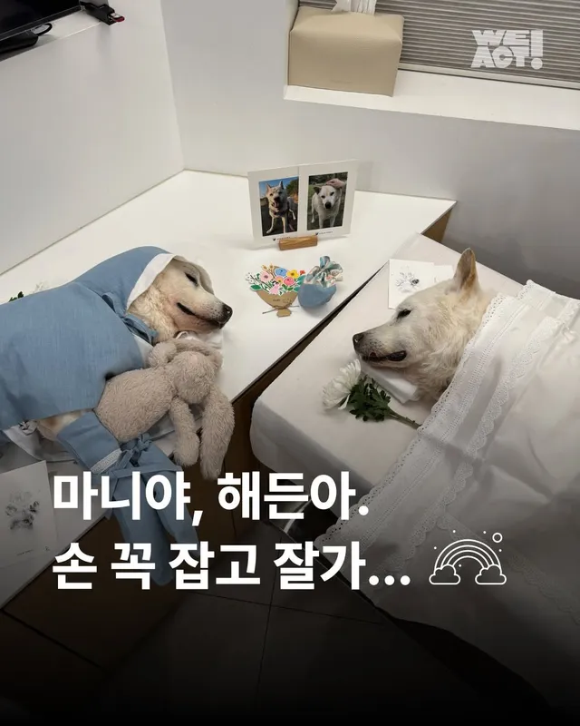 마니야,해든아. 손 꼭 잡고 잘가... #위액트마니 #위액트해든