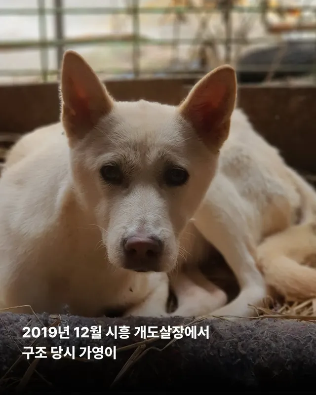 마음을 읽기 어려운 개 #위액트가영