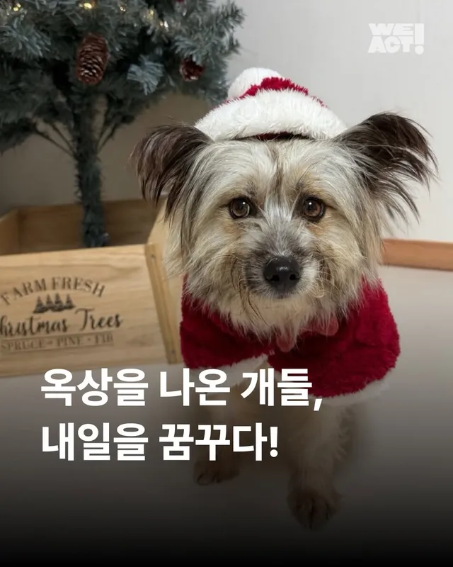 옥상을 나온 개들! 내일을 꿈꾸다. #위액트배트 #위액트예티 #위액트이브이 #위액트후추