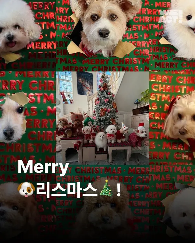 구조견들도 Merry Chrismas! #위액트나오미 #위액트포미 #위액트요요 #위액트청아