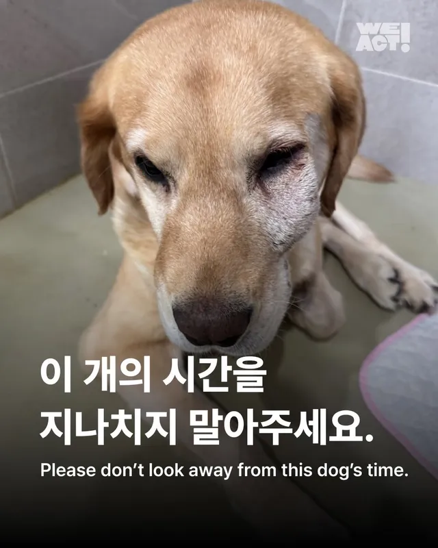 이 개의 시간을 지나치지 말아주세요. #위액트골든