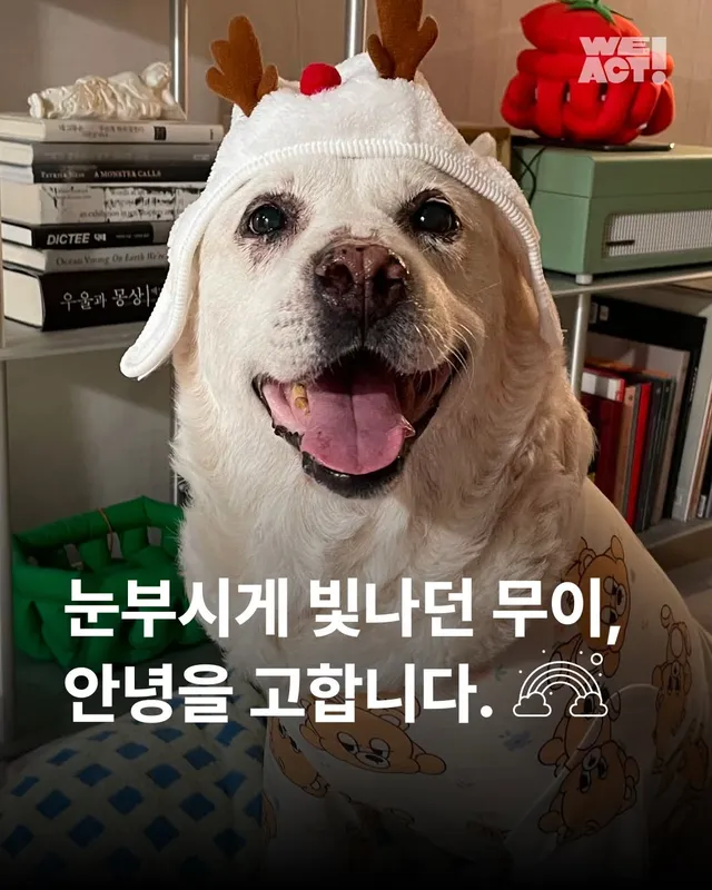 눈부시게 빛나던 무이, 안녕을 고합니다. #위액트무이