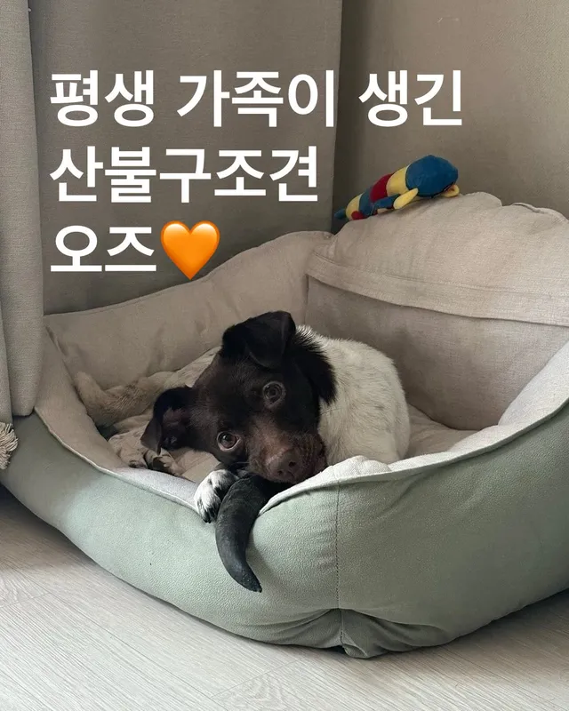 평생 가족이 생긴 산불구조견 오즈