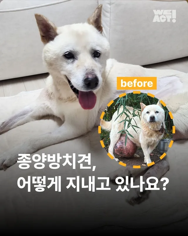 종양방치견, 어떻게 지내고 있나요 ?