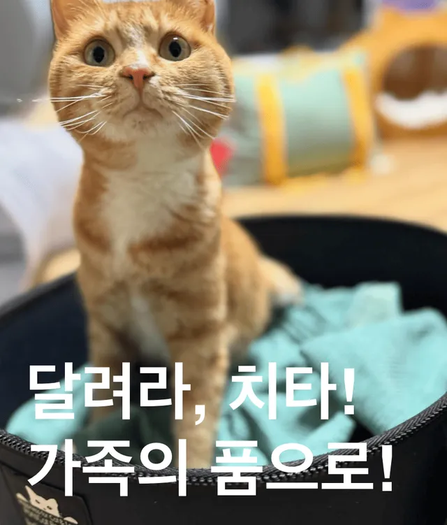 달려라, 치타! 가족의 품으로 !