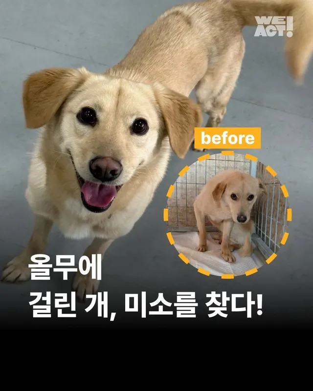 올무에 걸린 개, 미소를 찾다 #위액트챈스