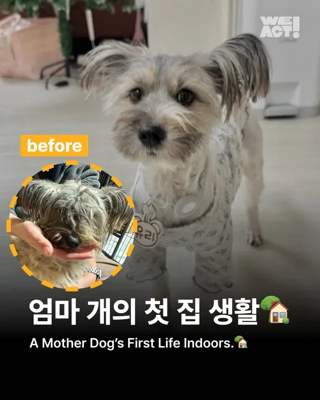 엄마 개의 첫 집생활 #위액트유리