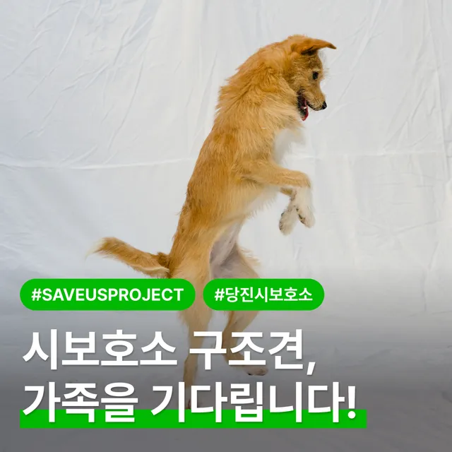 시보호소 구조견, 가족을 기다립니다!