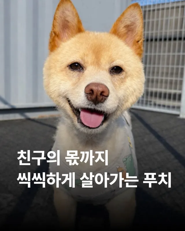 친구 몫까지 씩씩하게 살아가는 푸치