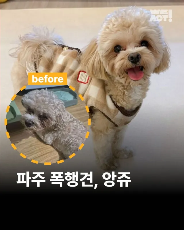 파주 폭행견, 앙쥬