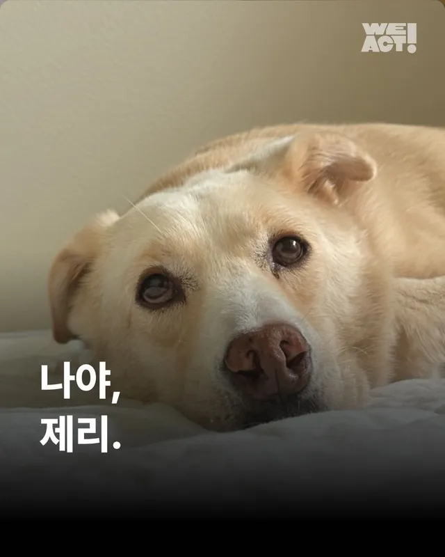 장난감을 부수고도 칭찬받는 개가 있다?! 바로 나야, 제리 !