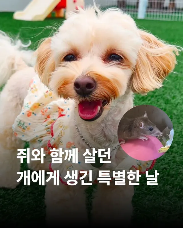 쥐와 함께 살던 개에게 생긴 특별한 날