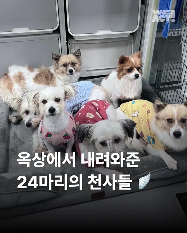 가파른 옥상에서 구조된 24마리의 기적