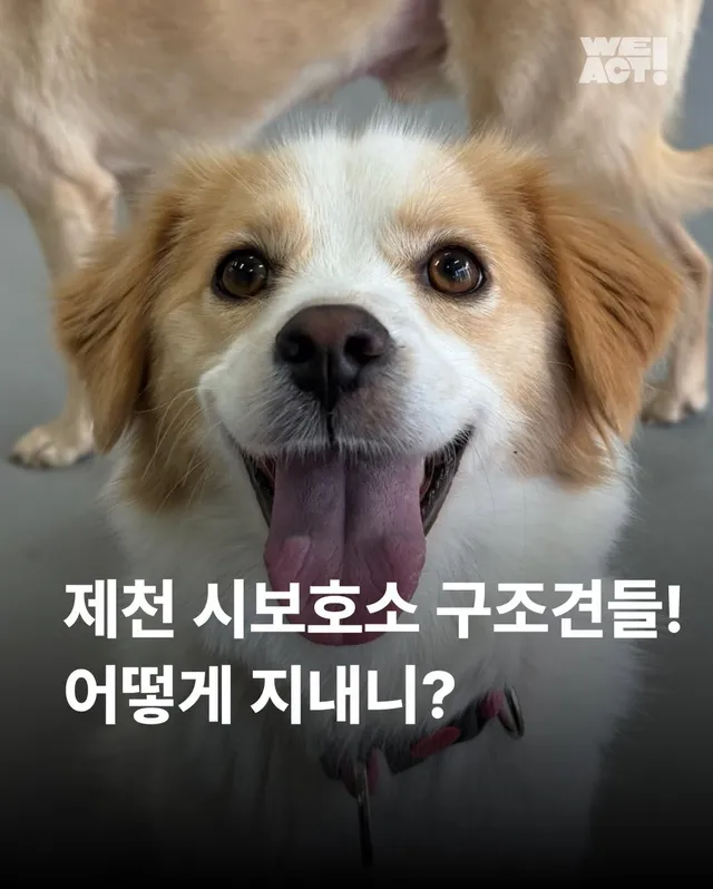 제천 시보호소 구조견들! 어떻게 지내니? #세이버즈프로젝트