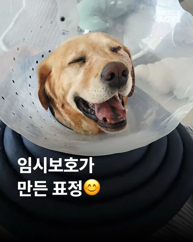 임시보호가 만든 표정 ! 집, 짱 좋다 !