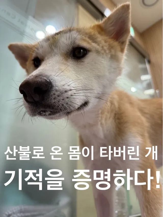 산불로 온 몸이 타버린 개, 기적을 증명하다.