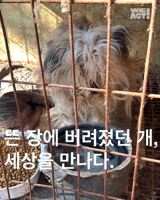 뜬 장에 버려졌던 개, 세상을 만나다.