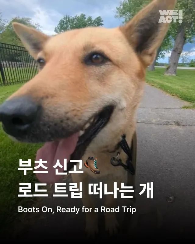 부츠 신고, 로드 트립 떠나는 개