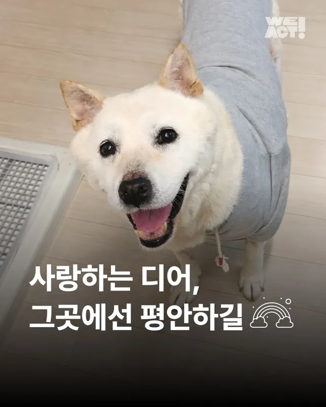 사랑하는 디어, 그 곳에선 평안하길 ...