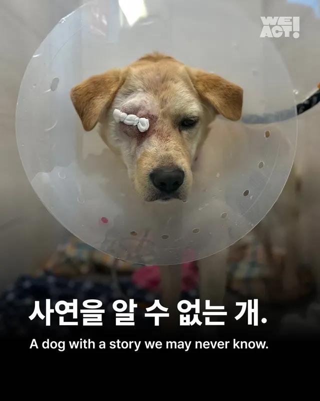 사연을 알 수 없는 개. #위액트보보