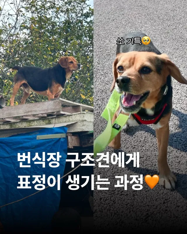 번식장 구조견에게 표정이 생기는 과정 #위액트토비